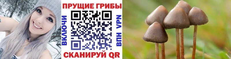 нарко площадка телеграм  Чебоксары  Псилоцибиновые грибы прущие грибы  купить  сайты 